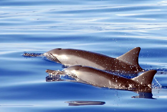 oahu dolphin watch snorkel cruise adventure 21